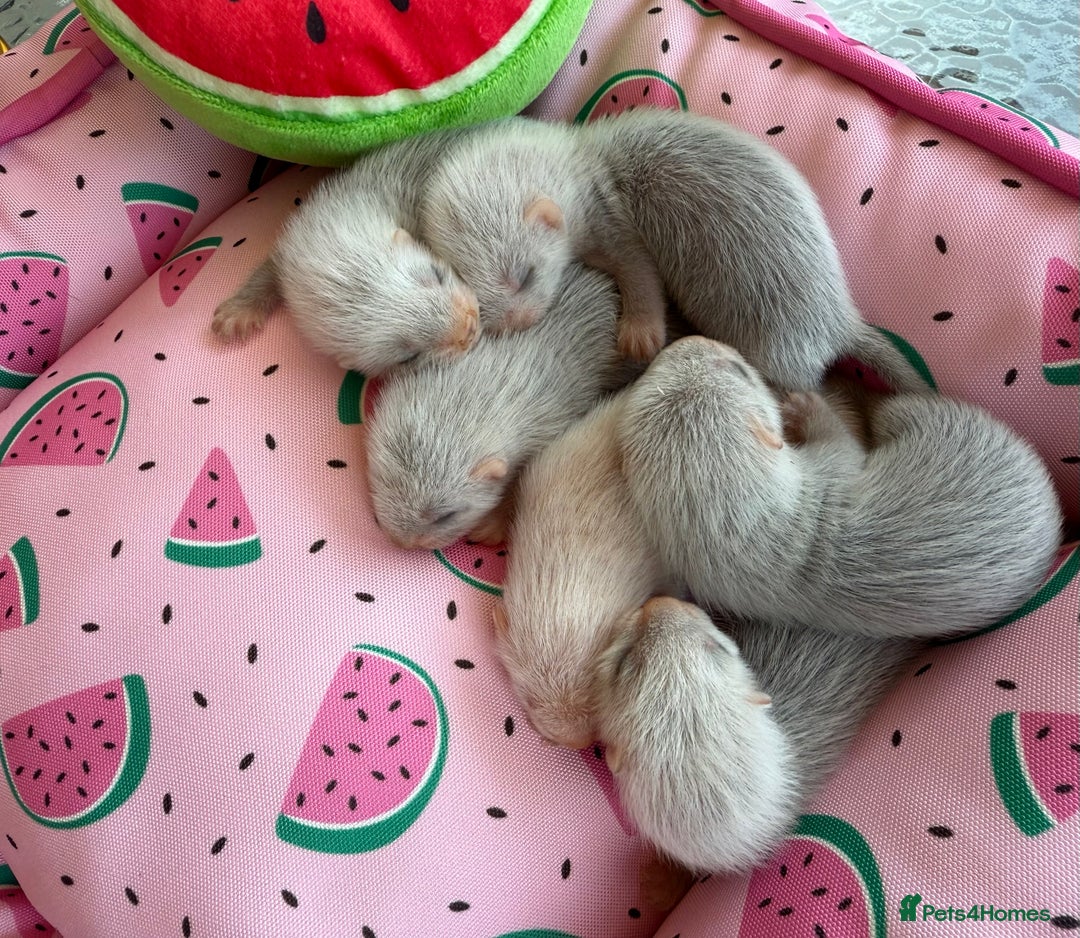Ferret rodents for sale: Ferrets for sale  - Image 7