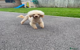 Toy Poodle dogs for sale: 2 beautiful toy poodle girls READY SOON  - Advert 15