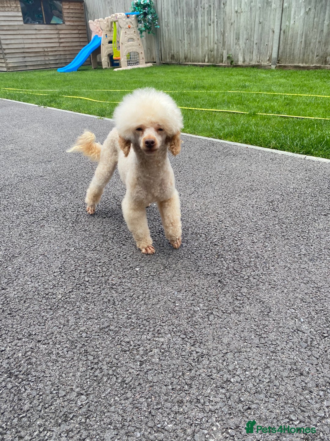 Toy Poodle dogs for sale: 2 beautiful toy poodle girls READY SOON  - Advert 15