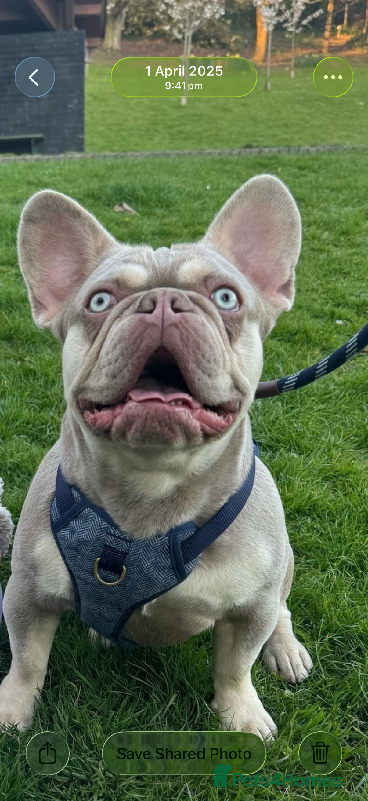 French Bulldog dogs Almost 2 year old male French bulldog  - Advert 2