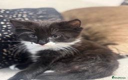 Ragdoll cats for sale: Stunning part ragdoll kittens - Image 5