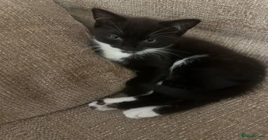 Mixed Breed cats - Advert 13