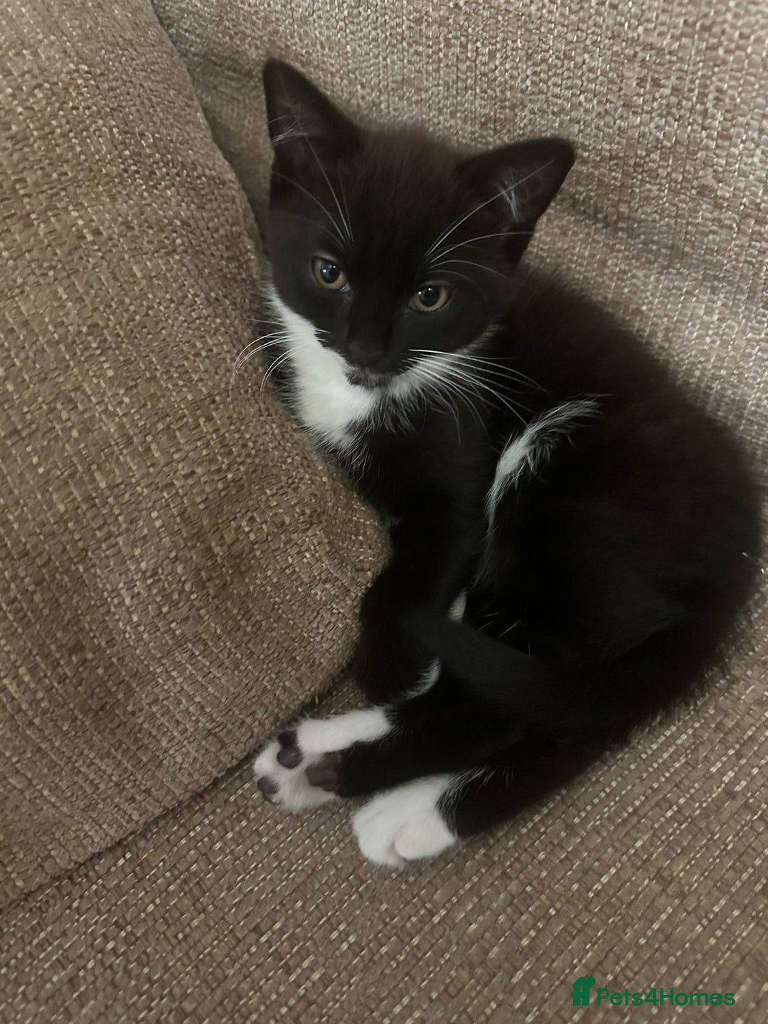 Mixed Breed cats for sale: Mixed breed kittens for sale - Image 2