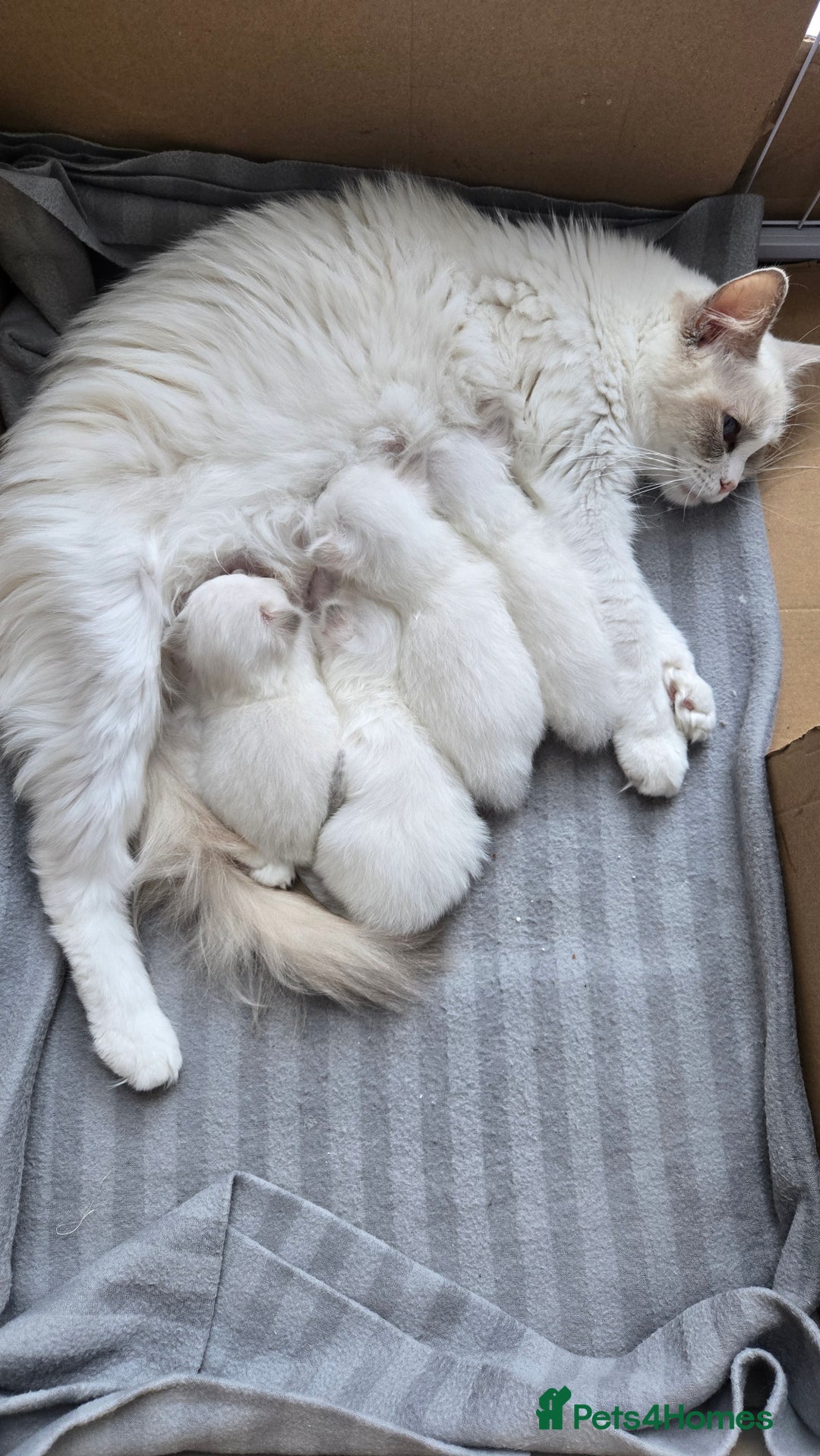Ragdoll cats for stud: LILAC LYNX POINT RAGDOLL FOR STUD DUTY - Image 6