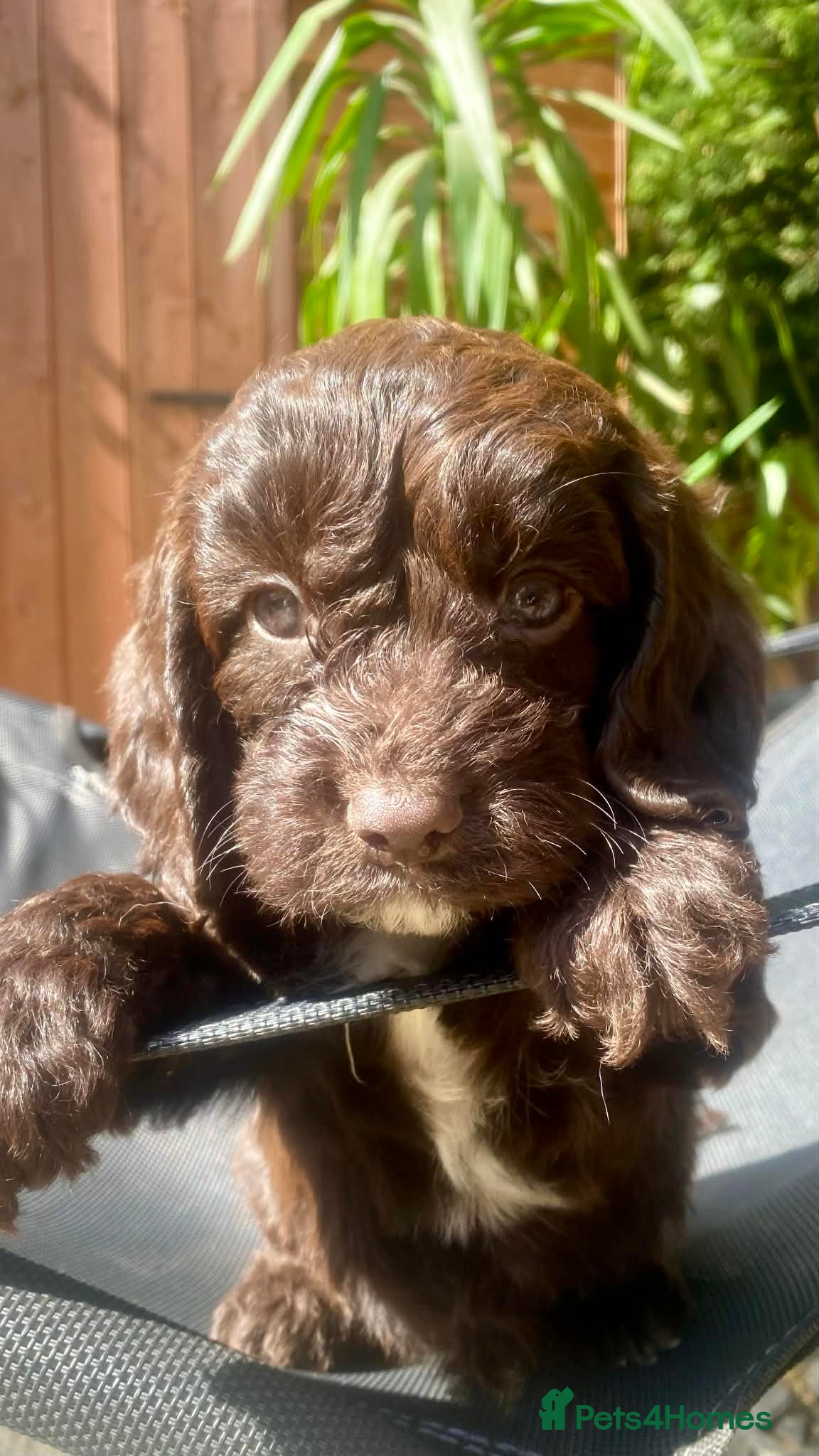 Sproodle dogs 🐶💕Adorable Sprockerpoo Puppies🐶💕 - Advert 1