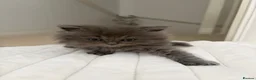 British Shorthair cats for sale: British blues - Advert 4