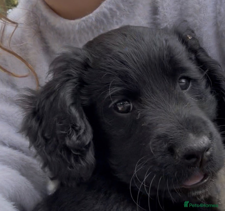 Mixed Breed dogs Cocker Sammy Spaniel puppies - Advert 1