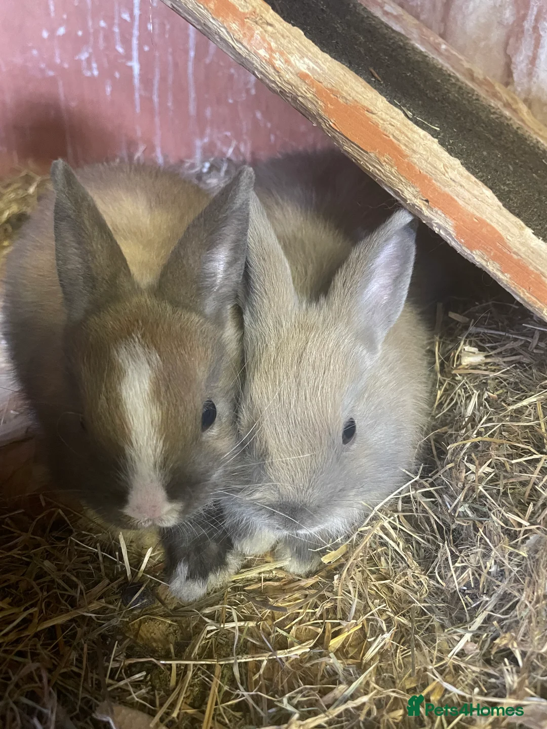 Netherland Dwarf rabbits for sale: 🐰 Adorable Baby Rabbits Ready for New Homes! 🐰 - Advert 2
