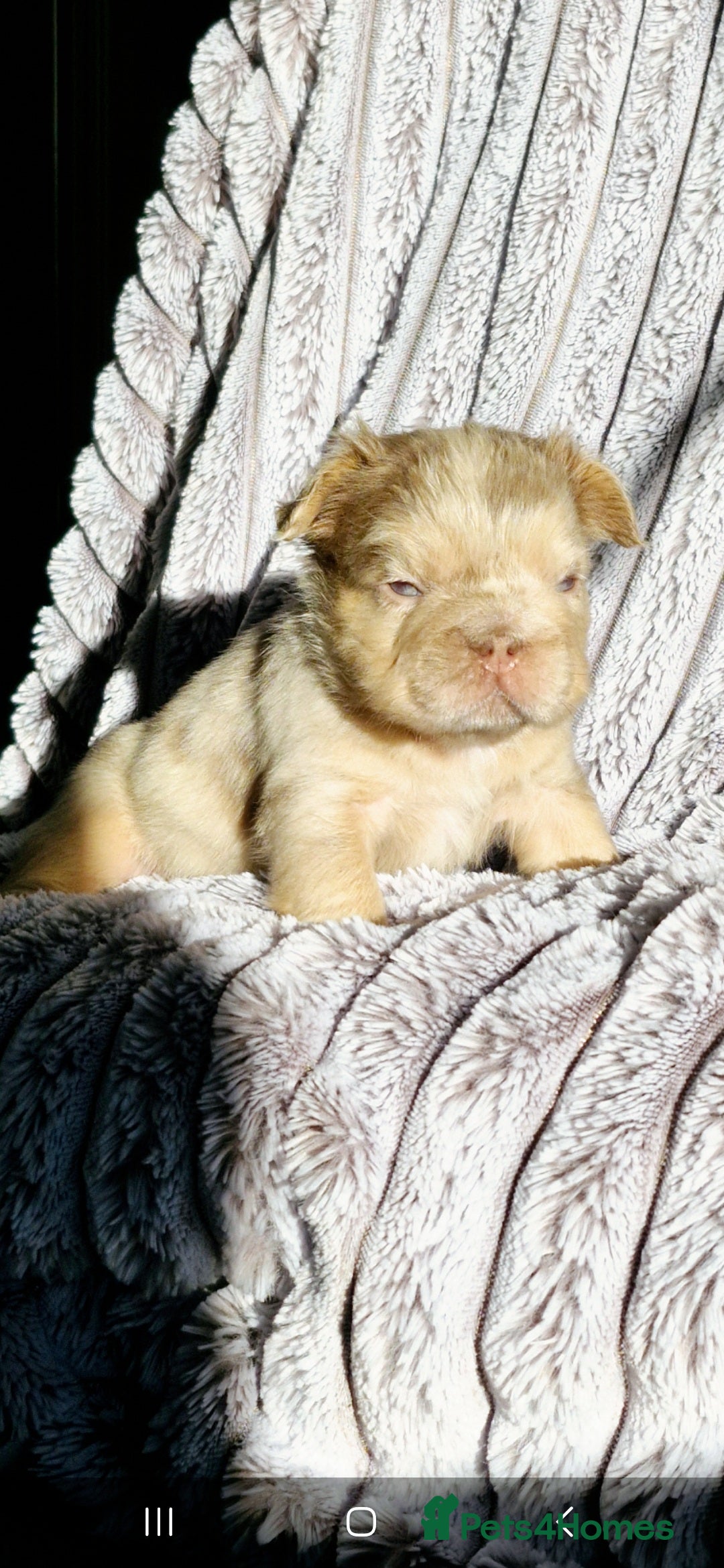 French Bulldog dogs for sale: Stunning puppies from £1500 - Advert 23