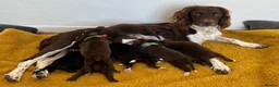 Mixed Breed dogs for sale: Spandgolds ready to go from 28th November  - Advert 29