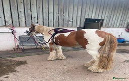 Irish Cob horses for sale: Copper 13.1/2 Gypsy Cob  - Image 6