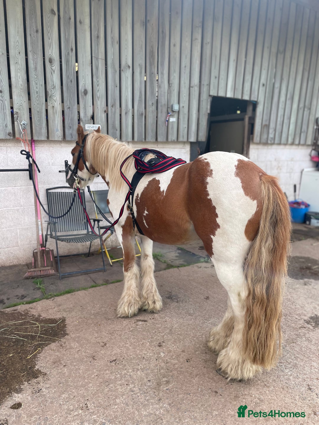 Irish Cob horses for sale: Copper 13.1/2 Gypsy Cob  - Image 6