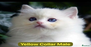 Ragdoll cats Gorgeous Championship Line Ragdoll kittens. - Advert 16