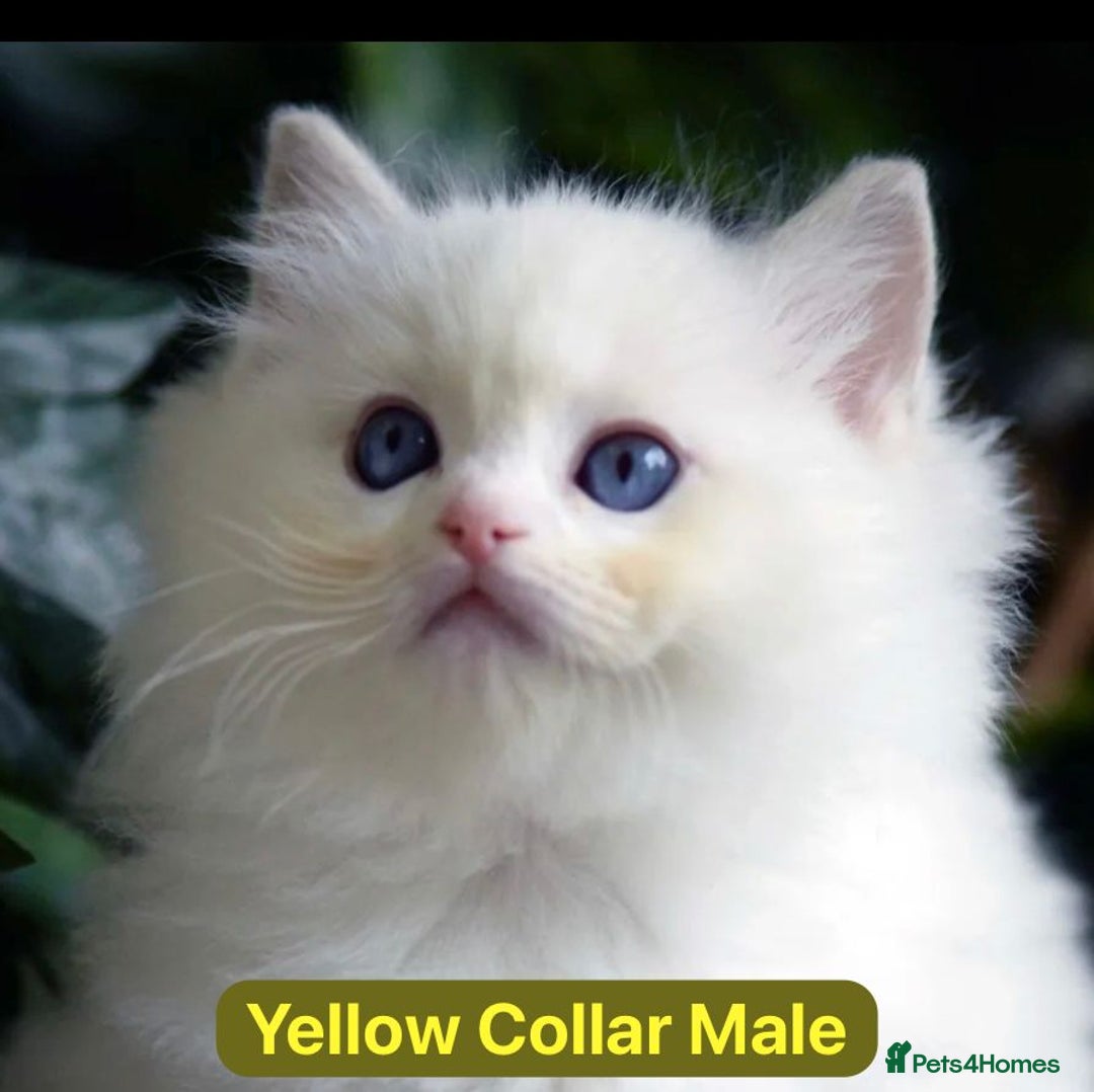 Ragdoll cats for sale: Gorgeous Championship Line Ragdoll kittens. - Advert 4