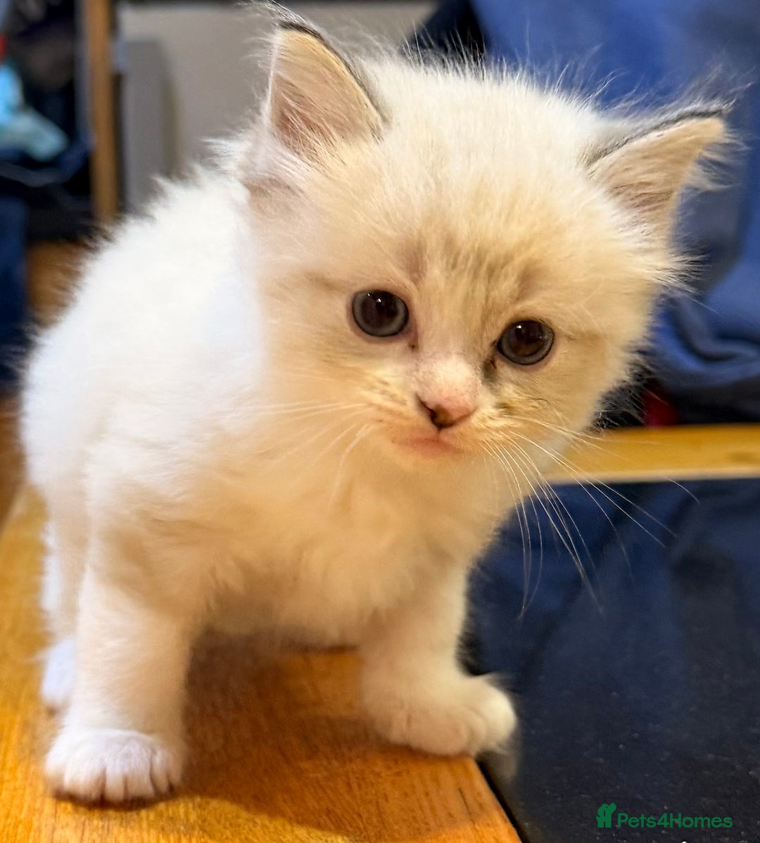 Ragdoll cats for sale: Ragdoll kittens - Image 10