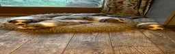 Mixed Breed dogs for sale: Working Border Collie x Australian Shepherd pups - Advert 3