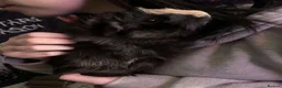 Guinea Pig rodents for sale: frank, gus, rey  - Advert 7