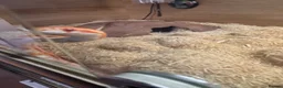 Corn Snake reptiles for sale: Corn snake  in Aylesbury - Advert 3