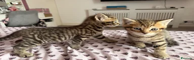 British Shorthair 3