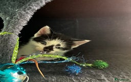 Mixed Breed cats for sale: Kittens from Loving home - Image 2