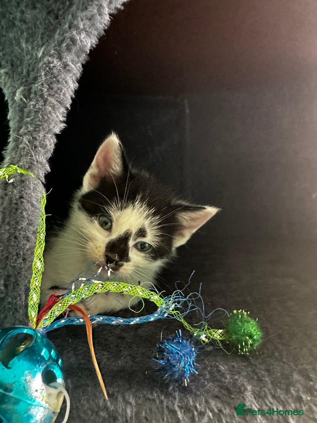 Mixed Breed cats for sale: Kittens from Loving home - Image 2