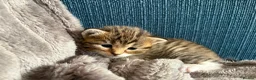 British Longhair cats for sale: Stunning 4 kittens in Kidderminster - Advert 12