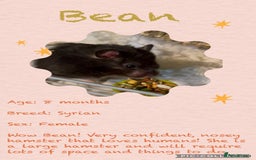 Hamster rodents for sale: Hamsters  - Image 2