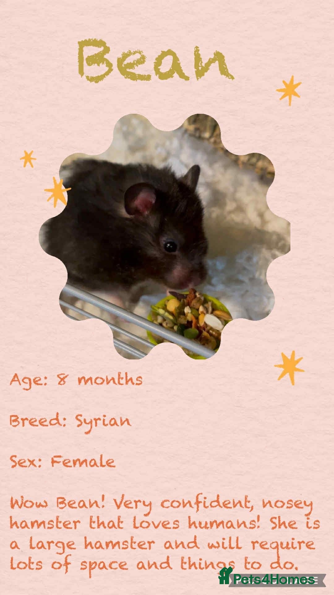 Hamster rodents for sale: Hamsters  - Image 2