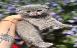 British Shorthair cats for sale: Beautiful British cat  - Image 1
