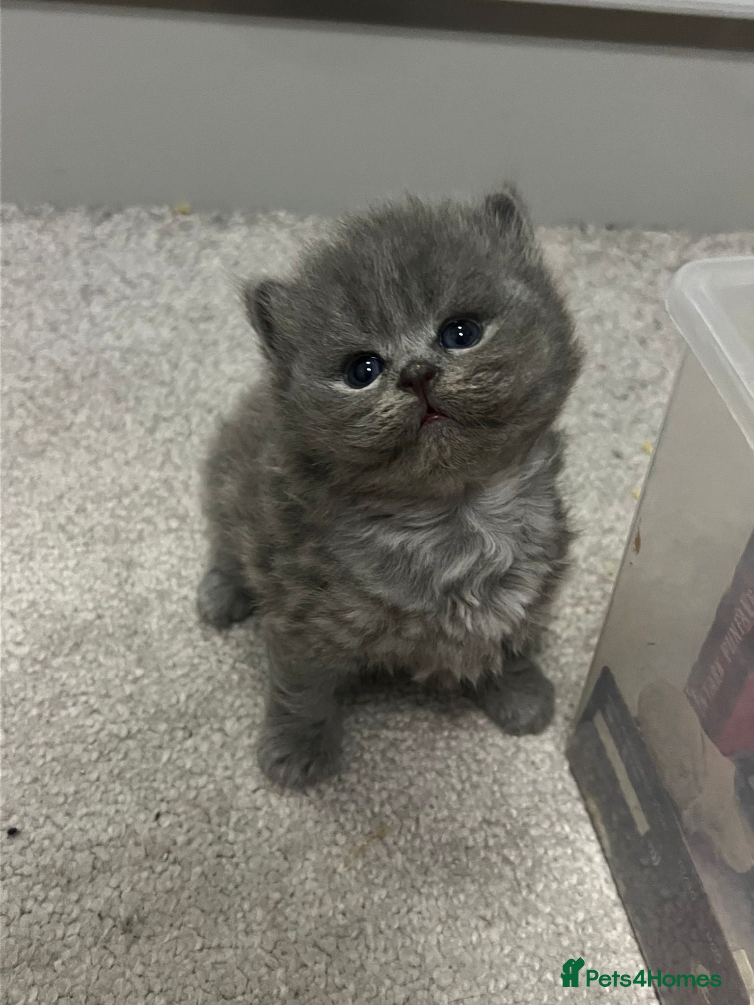 British Shorthair cats Chunky bsh grey baby - Advert 3
