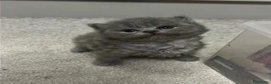 British Shorthair Kitten 1