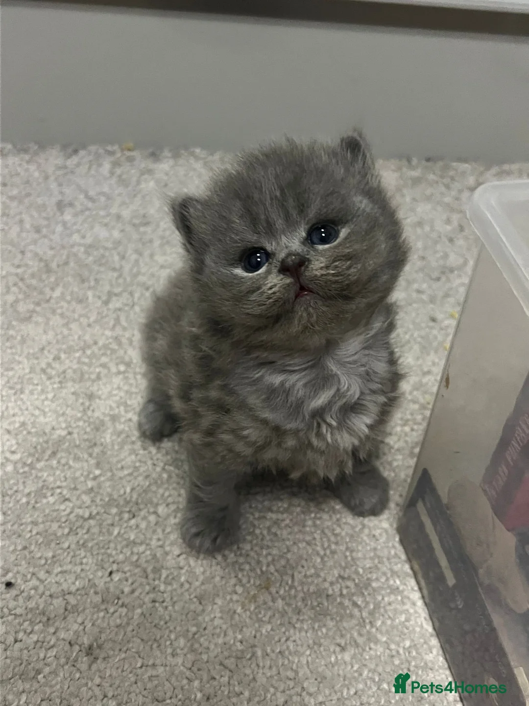 British Shorthair cats for sale: Chunky bsh grey baby - Advert 1