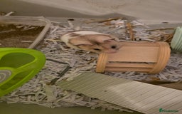 Hamster rodents for sale: Female baby Hamster  - Advert 5