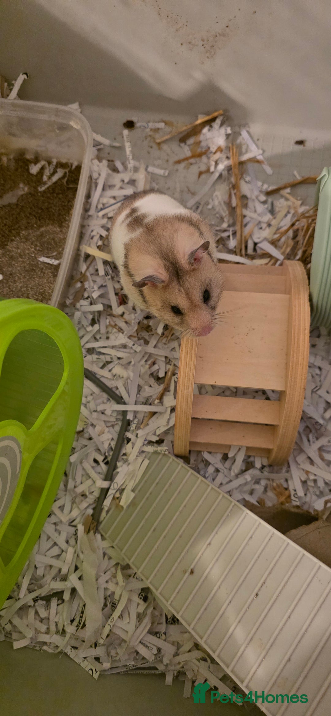 Hamster rodents for sale: Female baby Hamster  - Advert 5