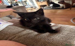 Domestic Shorthair cats for sale: Black male kittens ready now  - Image 7