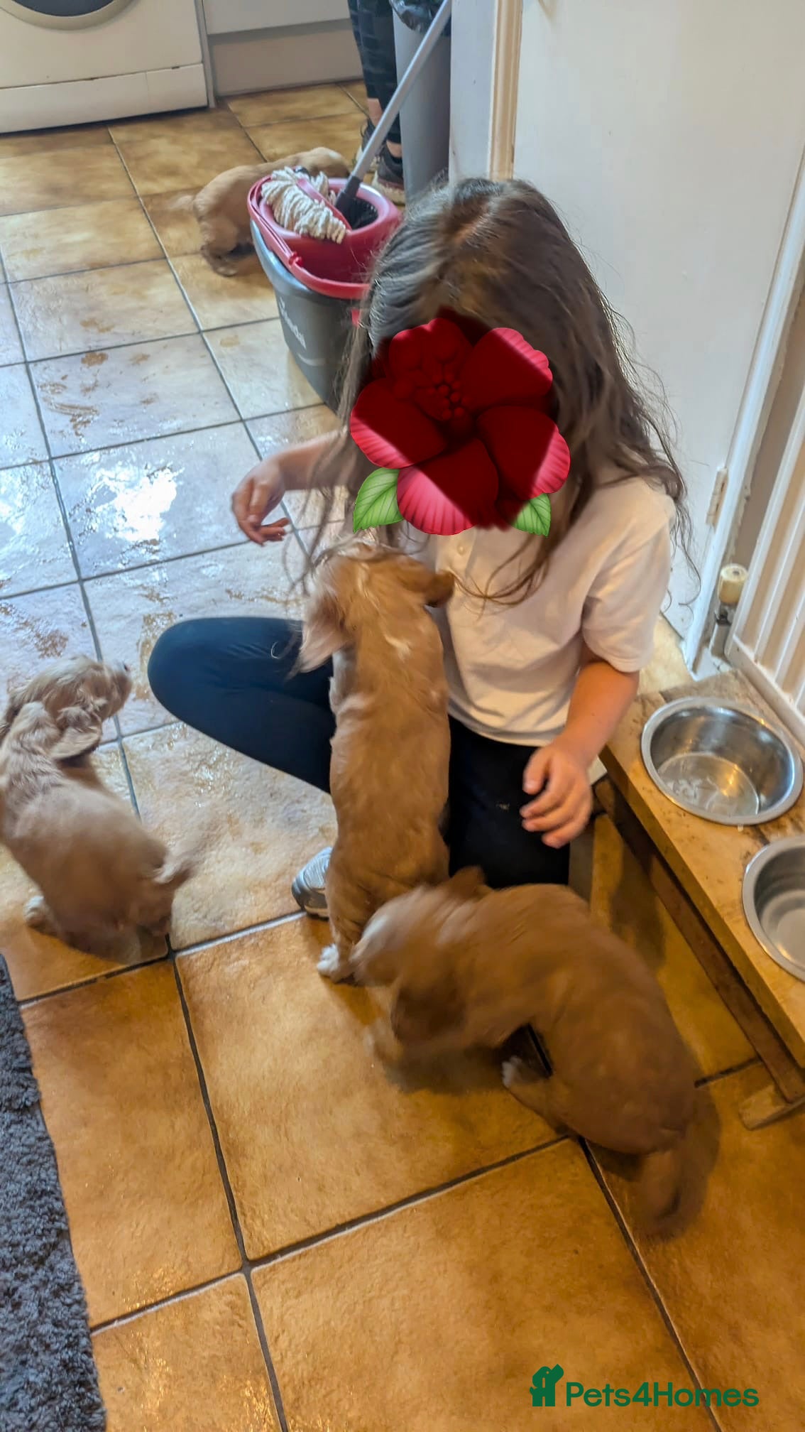 Mixed Breed dogs for sale: Adorable Family Raised Puppies Looking for Homes - Advert 3