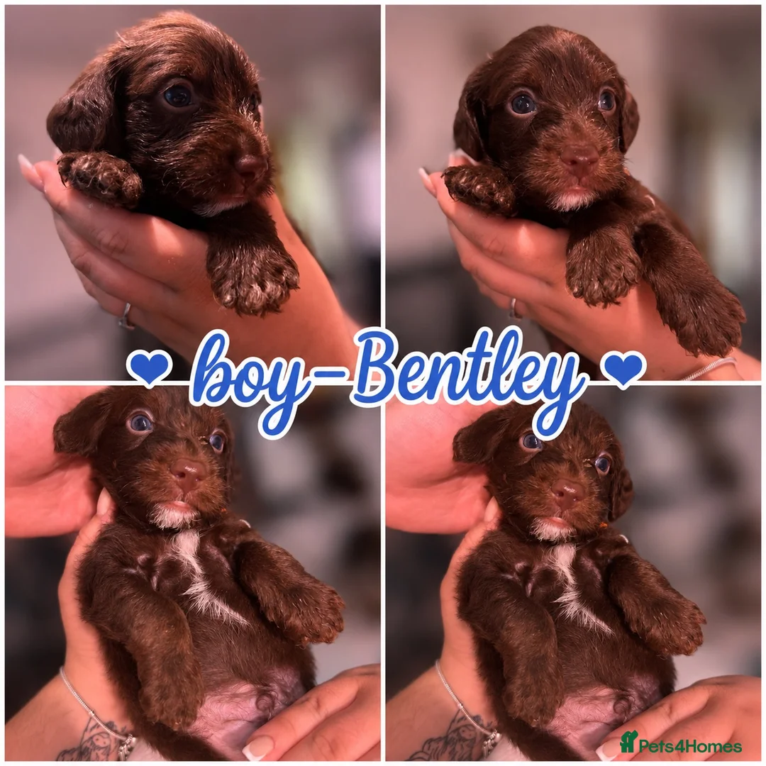 Mixed Breed dogs for sale: 5 Doxiepoos for sale in Rotherham - Advert 6