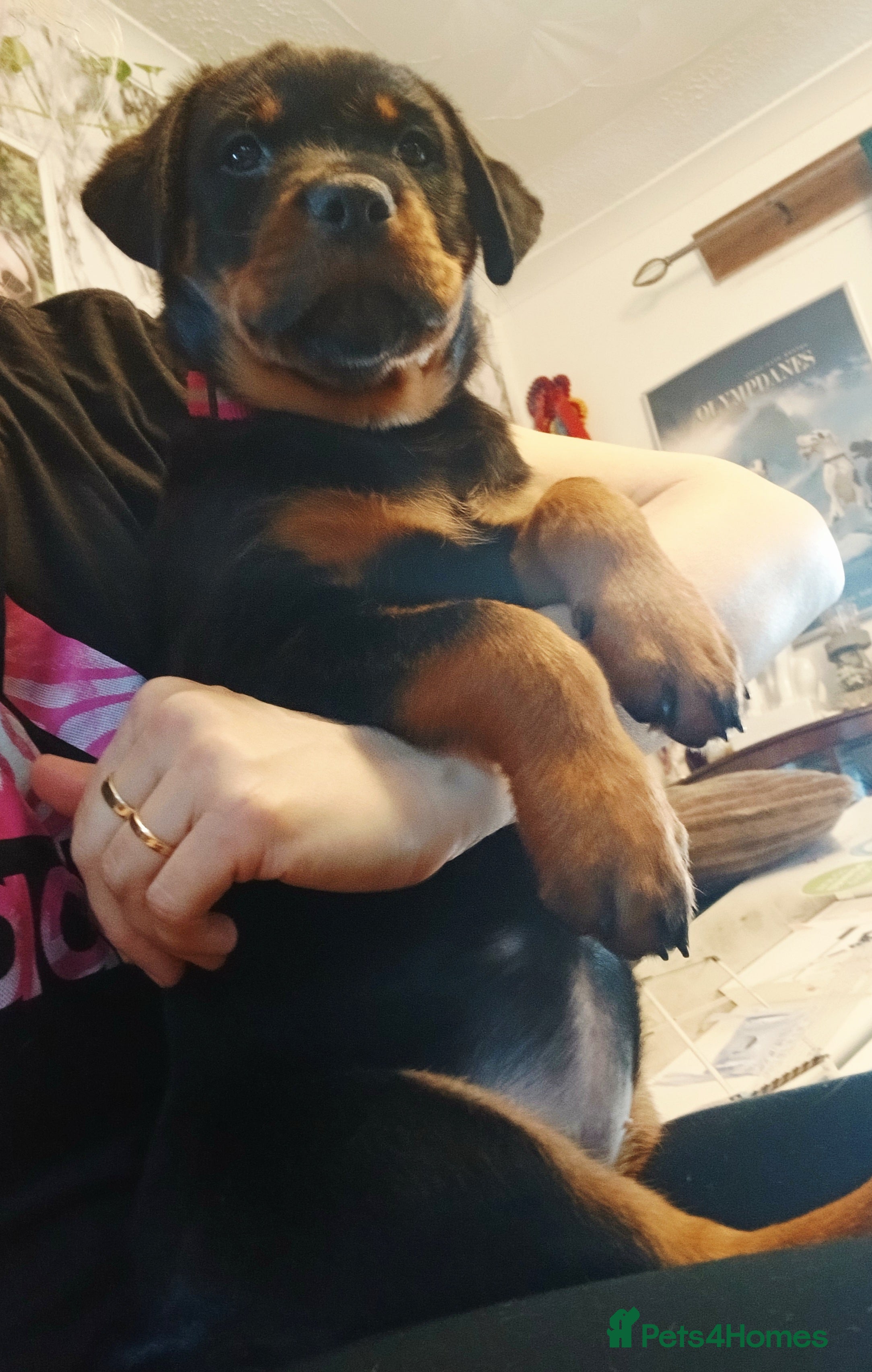 Rottweiler dogs READY NOW KC beautiful girl  - Advert 17