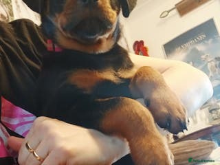 Rottweiler dogs READY NOW KC beautiful girl - Advert 9