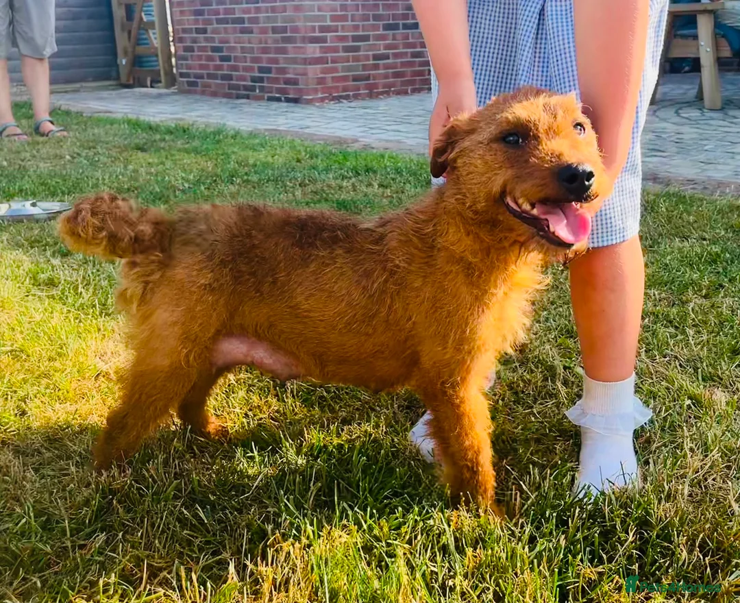 Lakeland Terrier dogs for sale: Lakeland Terrier Pups in Shrewsbury - Advert 2
