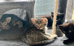 Domestic Shorthair cats for sale: 6 beautiful kittens for sale. - Image 31