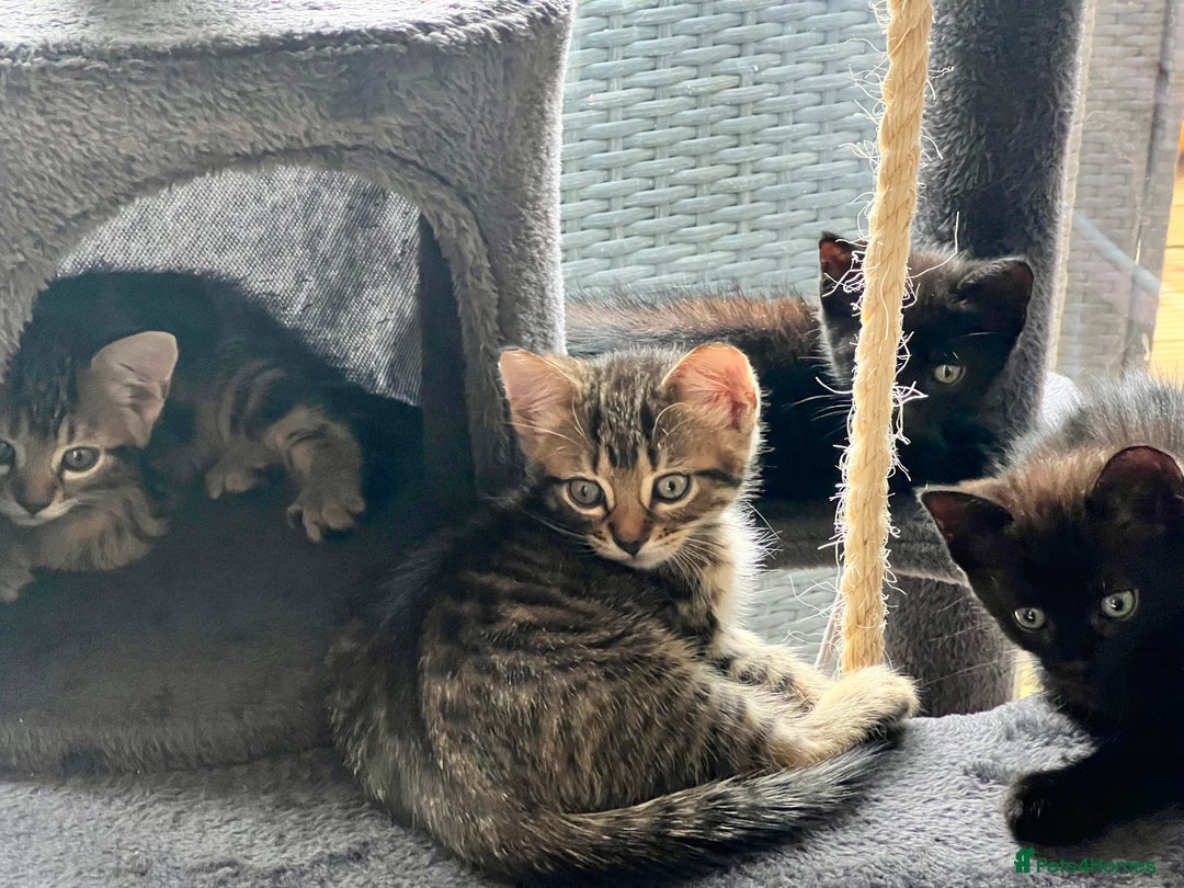 Domestic Shorthair cats for sale: 6 beautiful kittens for sale. - Image 31