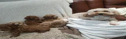 Cockapoo dogs for sale: Toy/mini Cockapoo f1b puppies  in Omagh - Advert 8