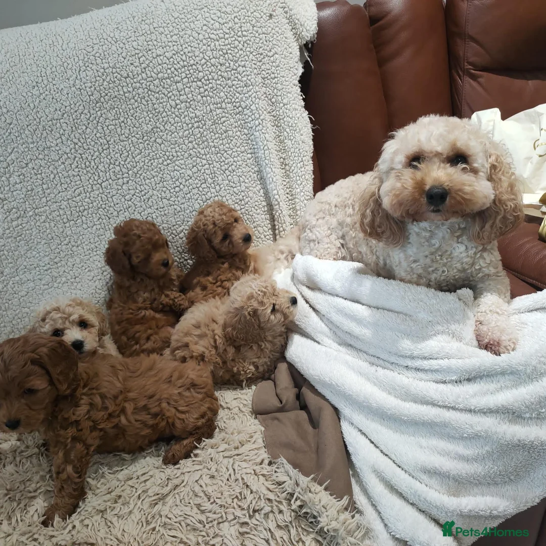 Cockapoo dogs for sale: Toy/mini Cockapoo f1b puppies  in Omagh - Advert 8