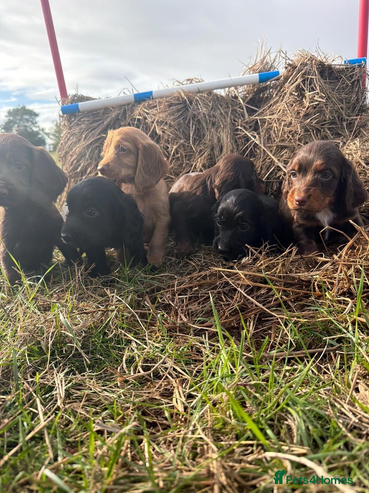 Cocker Spaniel dogs COCKER SPANIELS READY IN 7 DAYS!  - Advert 1