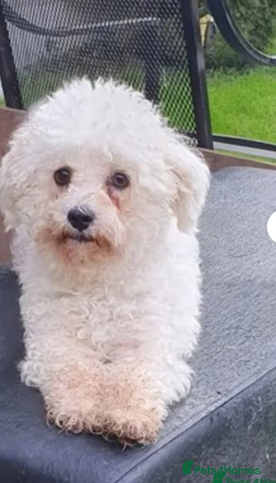 Bichon Frise dogs for sale: Bishon pedigree puppys - Advert 8