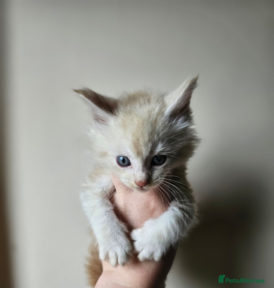 Maine Coon cats for sale: Beautiful litter of maine coons - Image 4