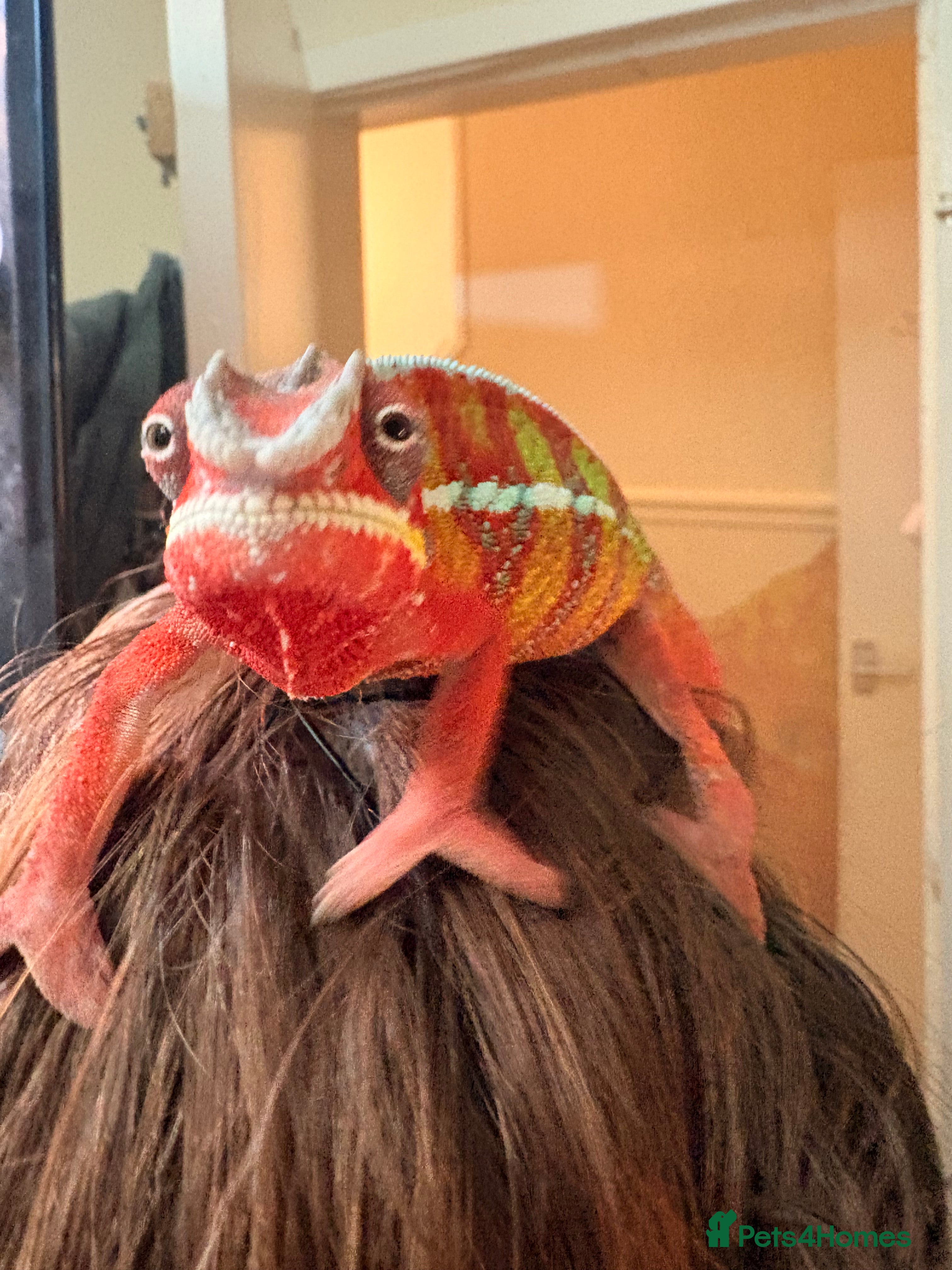 Chameleon reptiles Panther chameleon  - Advert 6