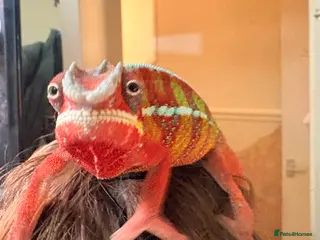 Chameleon reptiles Panther chameleon - Advert 6