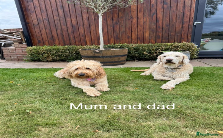 Goldendoodle dogs Beautiful F2 Goldendoodle Puppies  - Advert 3